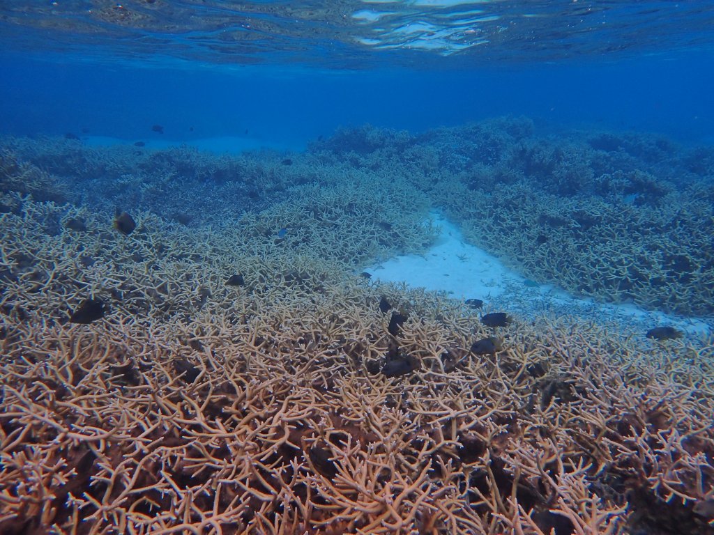 Lots of coral from far away