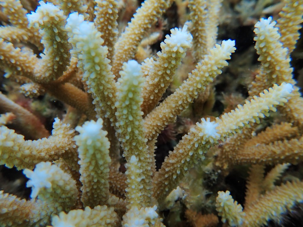 A close-up image of a coral branch