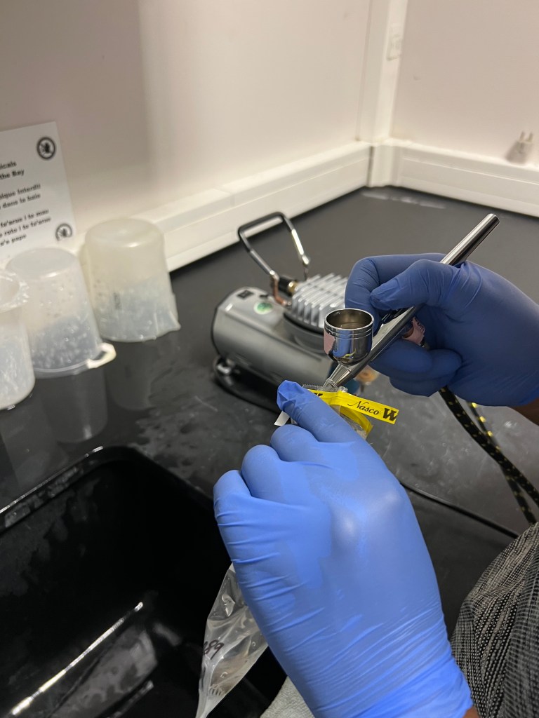 An airbrush being used to remove tissue from a coral fragment