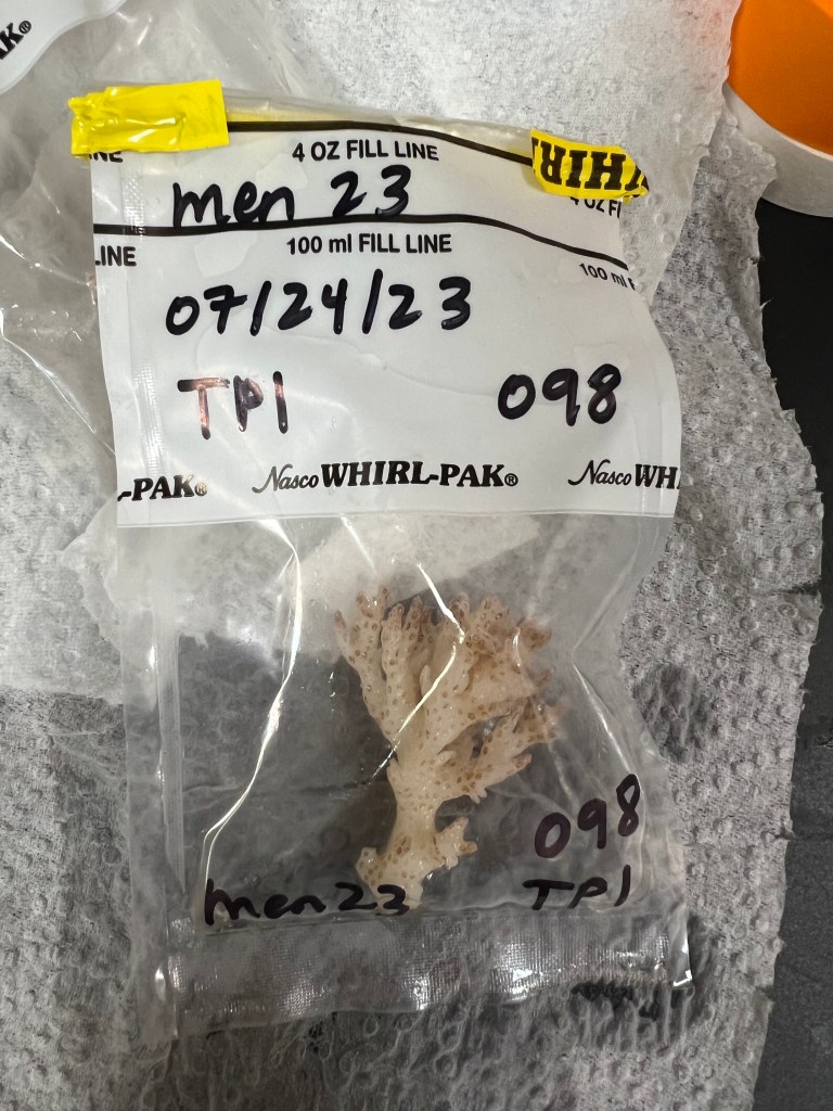 A coral fragment without tissue in a whirlpak