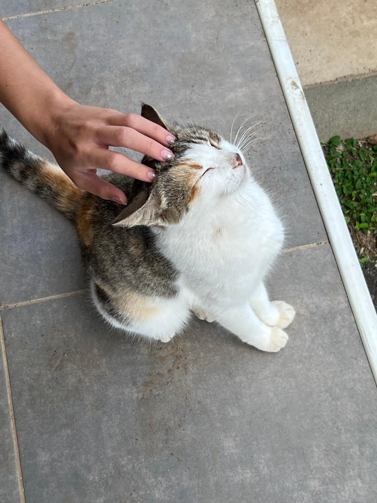 Someone petting a cat sitting on a patio