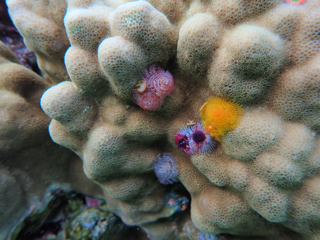 Christmas tree worms on a coral