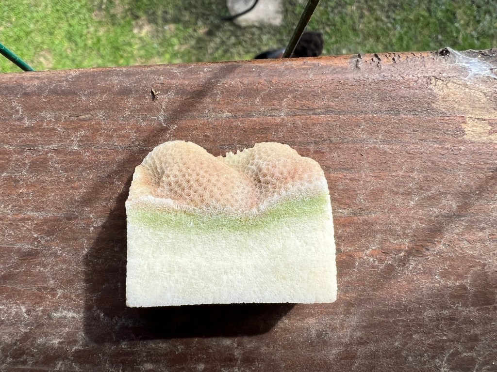 A coral fragment sitting in the sun.