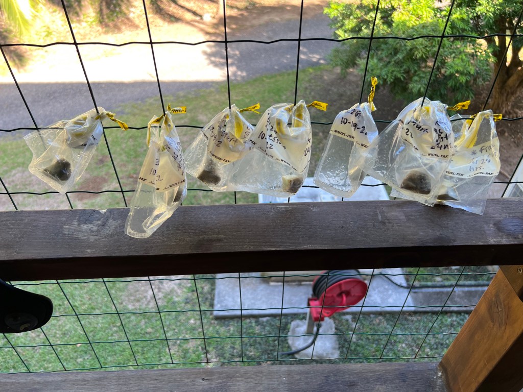 Coral fragments in bags hanging from a fence