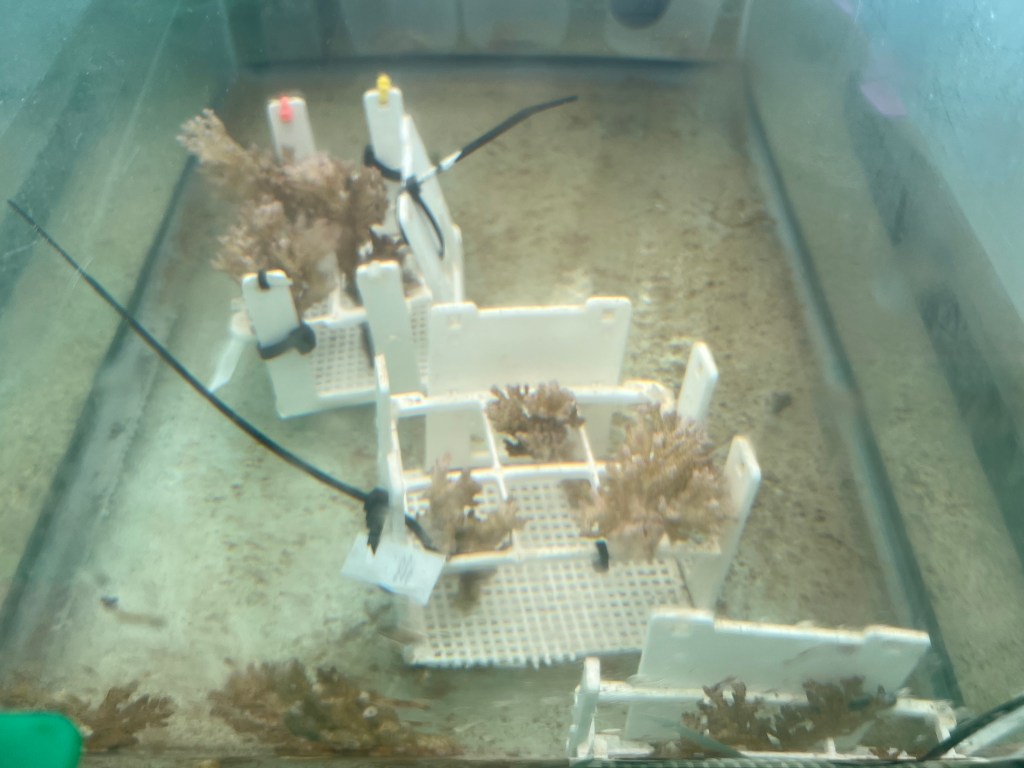 Coral fragments in a plastic rack in a glass aquarium