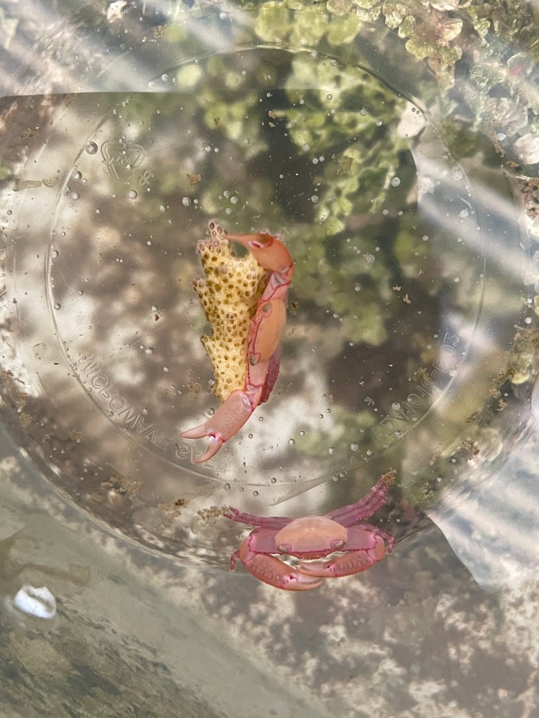 A crab eating a small coral fragment