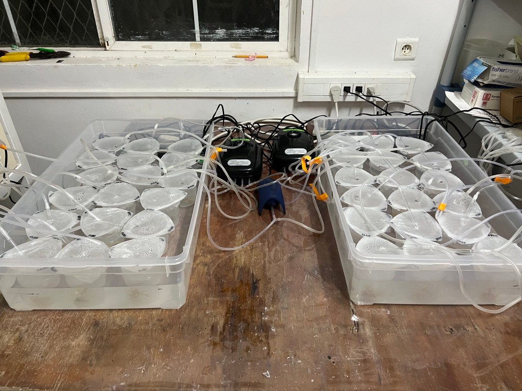 Two plastic bins containing many tripours with hoses coming out of them attached to bubblers