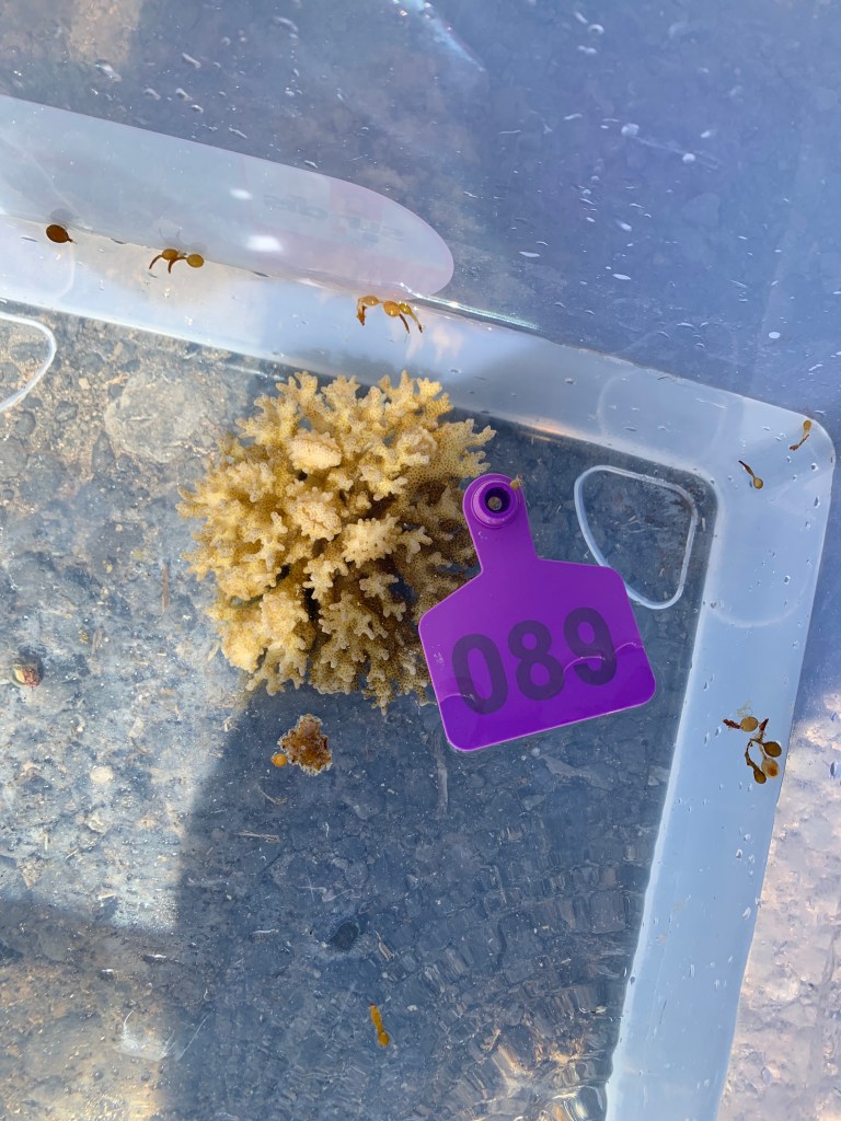 A coral colony in a plastic bin with a numeric tag above it