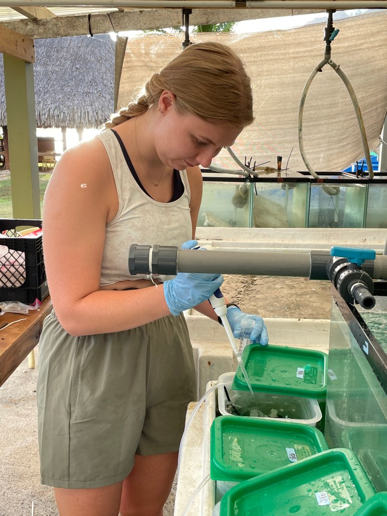 A woman holding a micropipette over a plastic tank full of coral fragments