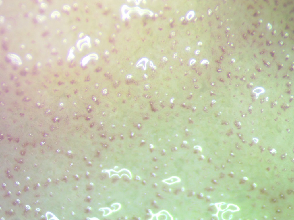 A close-up of a coral fragment