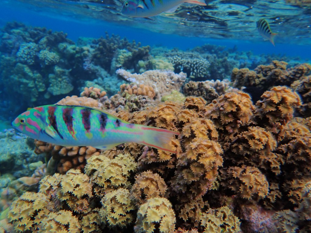 A parrotfish swimming in the ocean