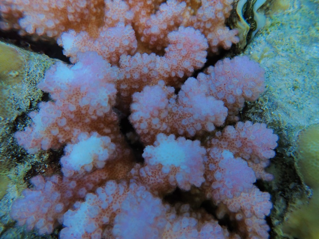 A close-up of a coral