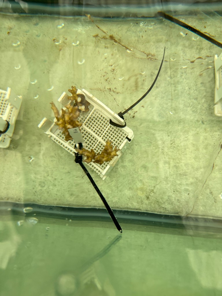 A plastic rack containing two coral fragments