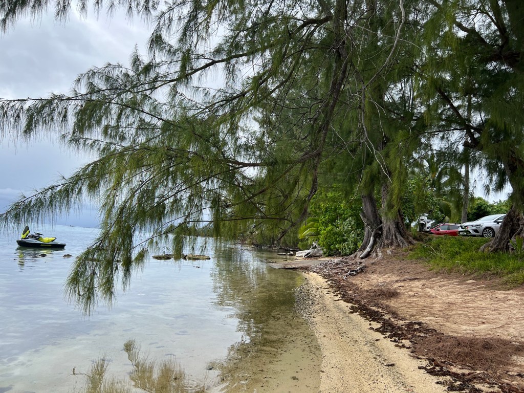 A view of the beach and a tree