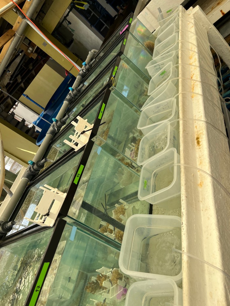 Three-liter plastic bins with bubblers in them next to six glass aquariums with corals in them on a water table
