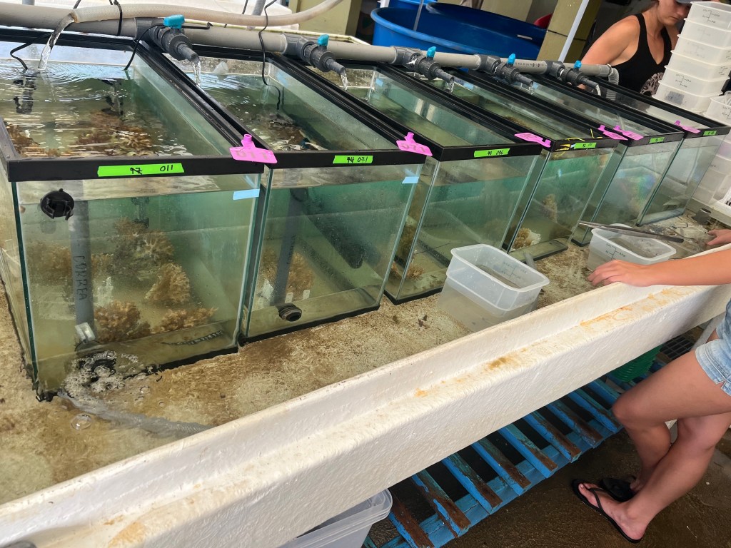 Six glass aquariums with corals in them