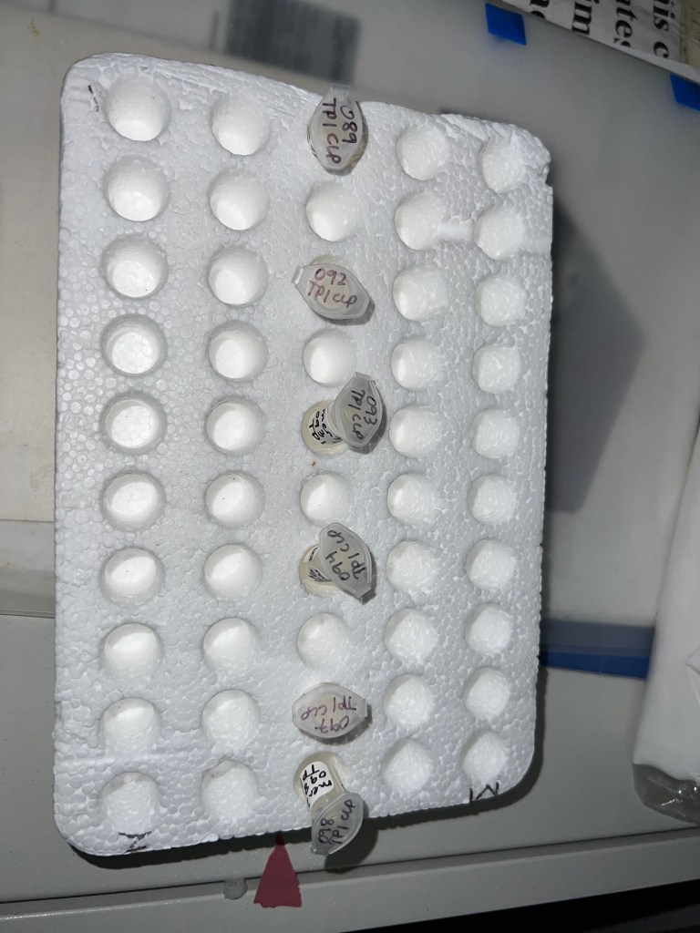 Six tubes in a plastic rack