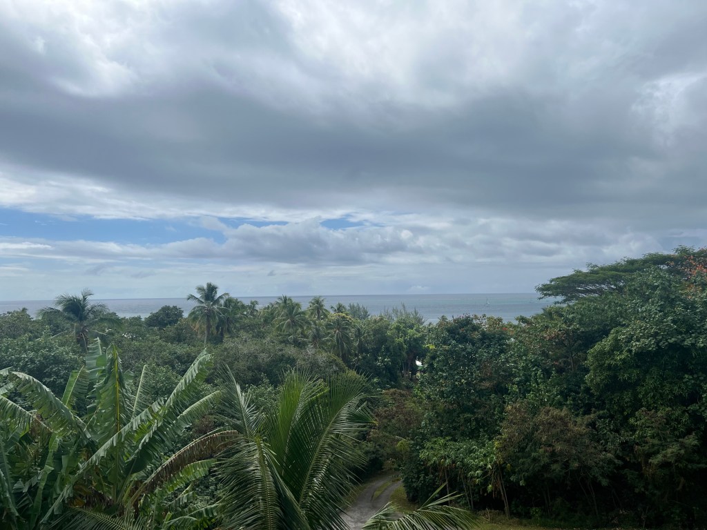 A view of trees and the ocean