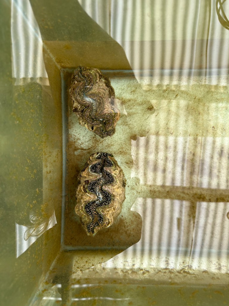 Two giant clams in a glass aquarium