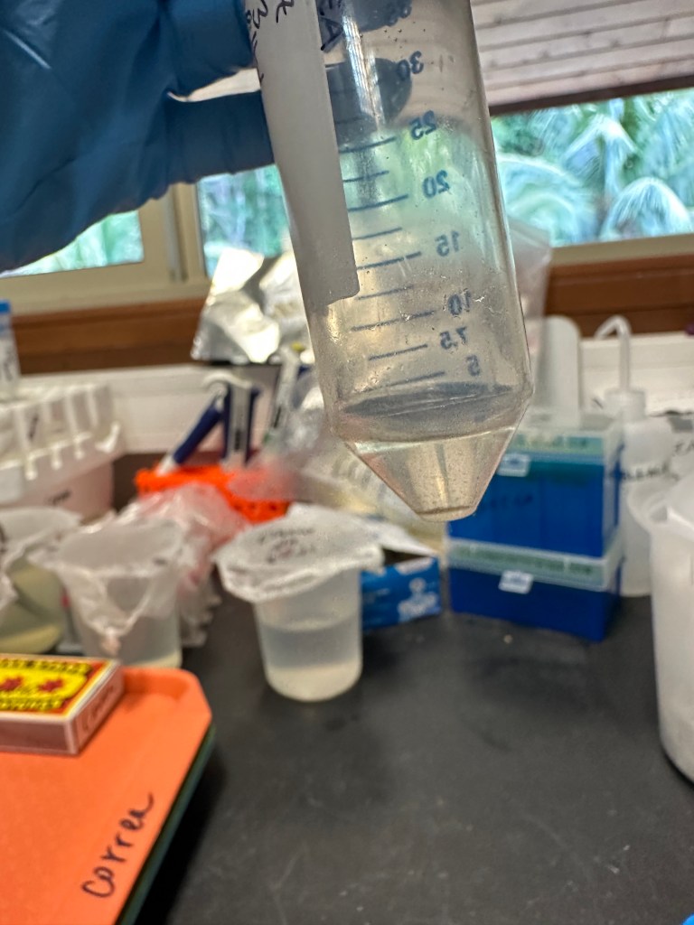 A 50 ml falcon tube containing about 5 ml of clear liquid with brown cells concentrated at the bottom