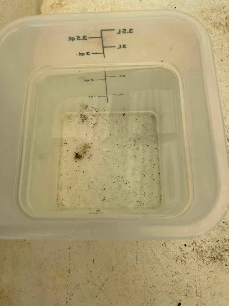 A plastic container with brown specks at the bottom