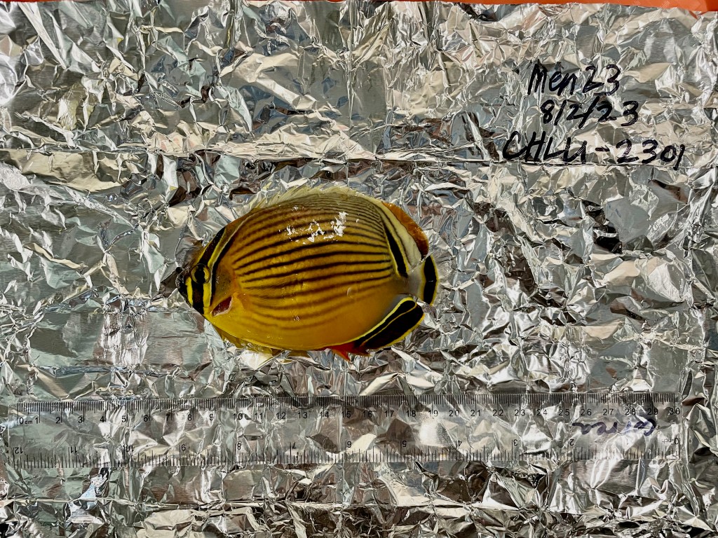 A fish on aluminum foil