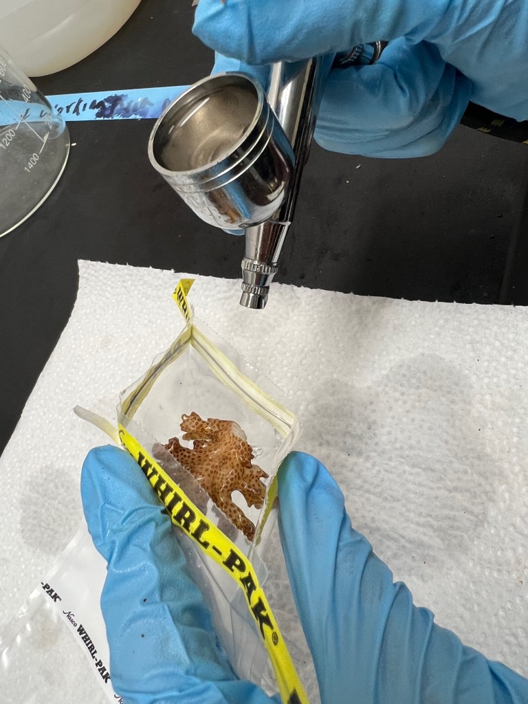 A coral fragment in a whirlpak and an airbrush