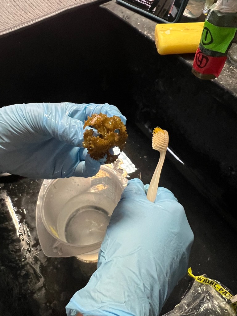A person holding macroalgae and a toothbrush