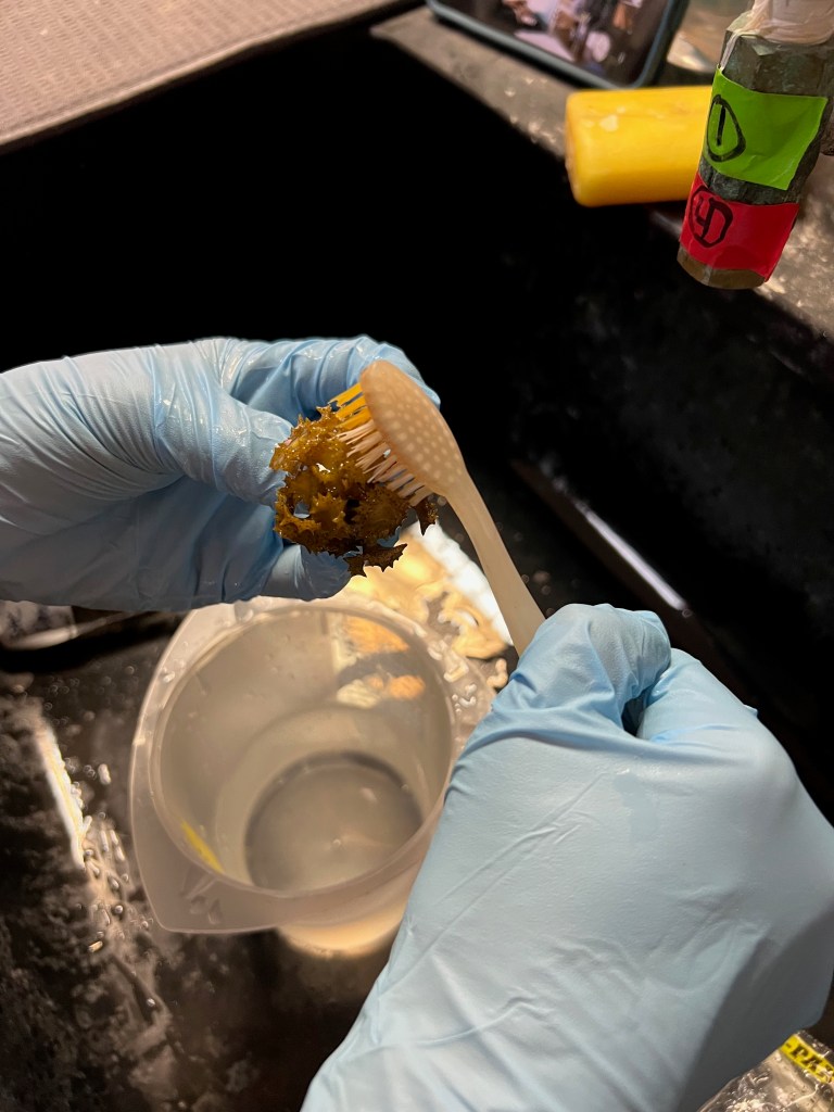 A person scrubbing macroalgae with a toothbrush