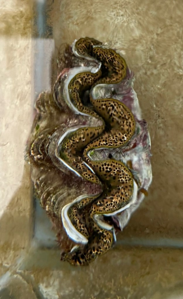A giant clam in a glass aquarium