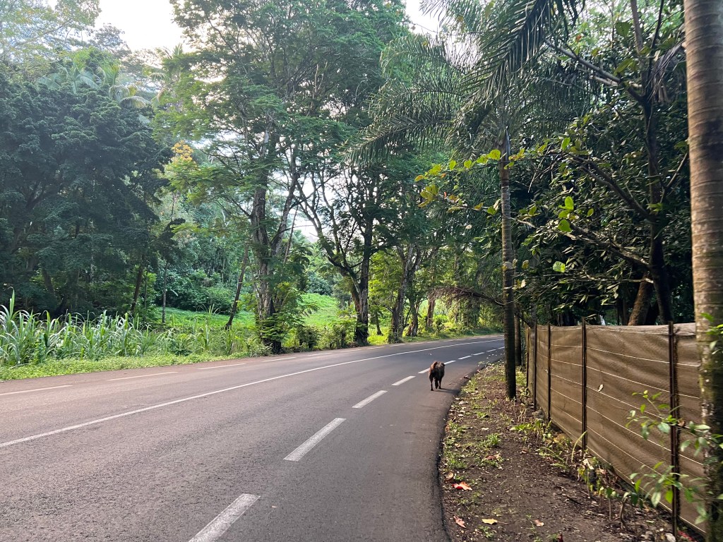 A dog running on the road surrounded by tropical trees